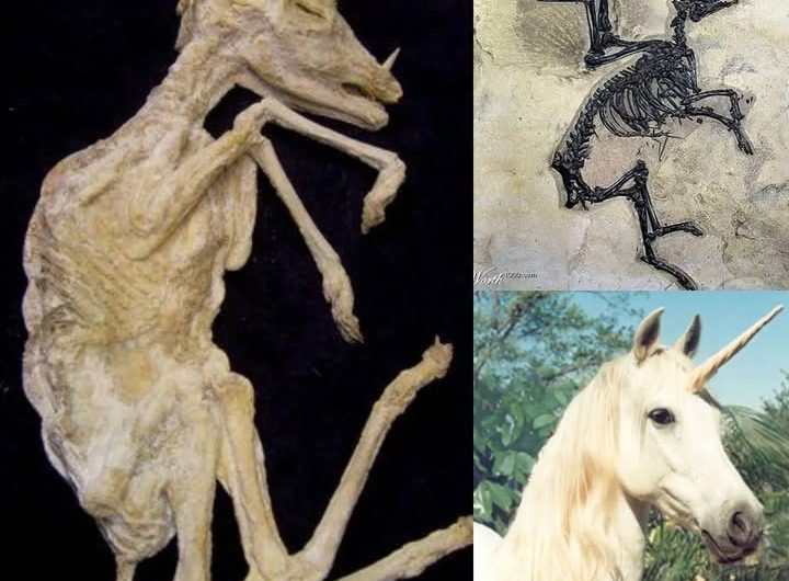 Unicorn Fossil Unearthed in Scottish Highlands: A Glimpse into Scotland’s Legendary Symbol
