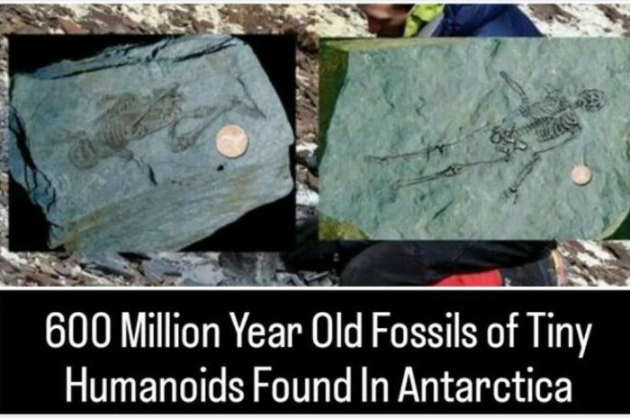 Unraveling the Myth: 600-Million-Year-Old Tiny Humanoid Fossils in Antarctica