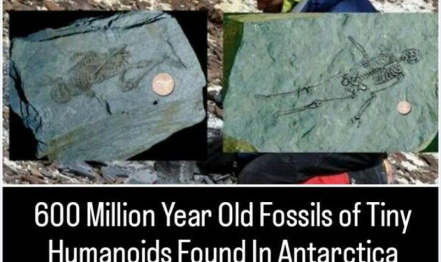 Unraveling the Myth: 600-Million-Year-Old Tiny Humanoid Fossils in Antarctica