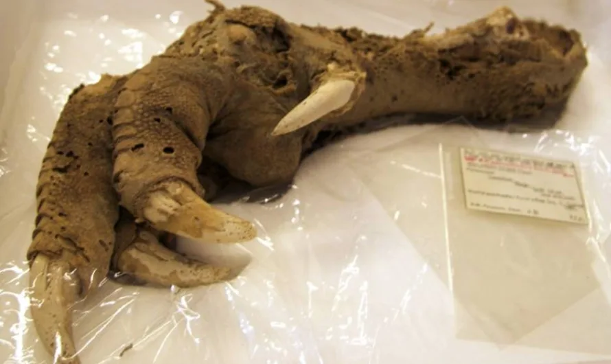 Mummified Moa Claw Unearthed in New Zealand Cave Rewrites Extinction Timelinev
