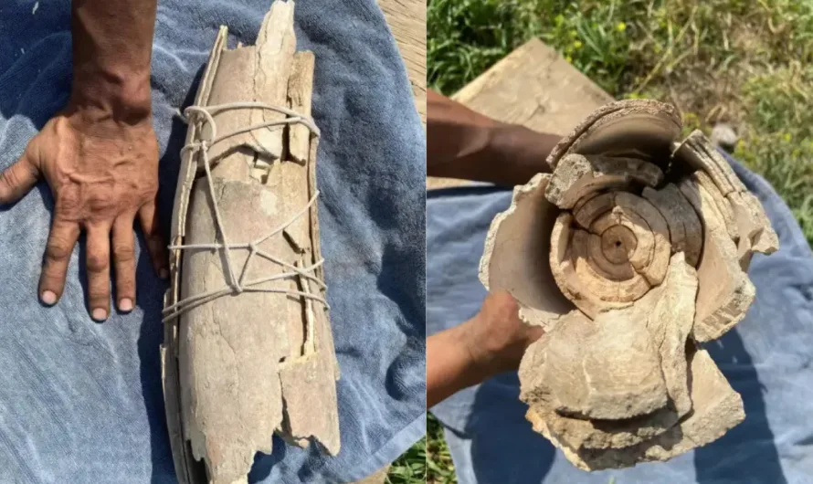 Unearthing History: Alberta Man Finds Mammoth Tusk in His Backyard