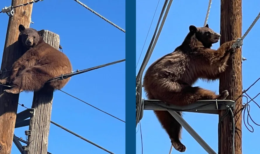 The Bear on the Pole: A Wild Rescue in Willcox, Arizona