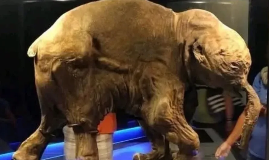 Lyuba: The Ice Age’s Best-Preserved Baby Mammoth
