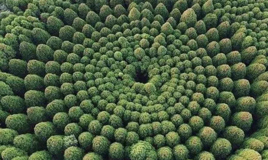 The Circular Sugi Forest: Miyazaki’s Mesmerizing Forestry Experiment