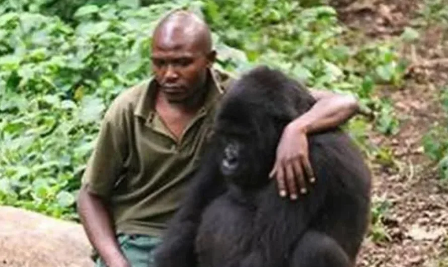 The Viral Gorilla Selfie: A Bond Forged Amid Danger in Virunga National Park