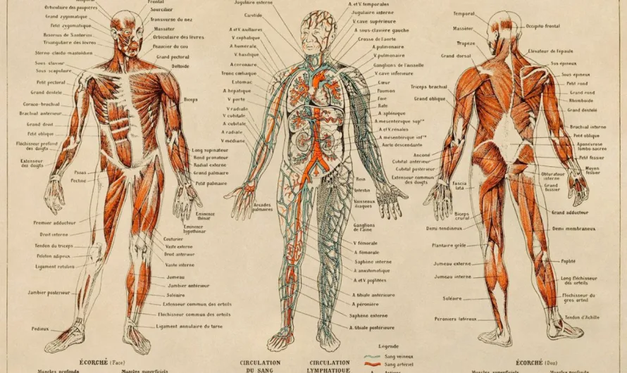 Surgeon Challenges Darwinian Evolution, Citing Complexity of Human Body