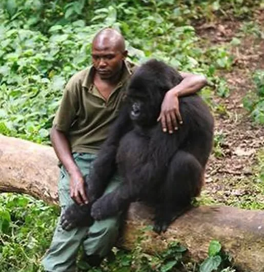 The Viral Gorilla Selfie: A Bond Forged Amid Danger in Virunga National Park