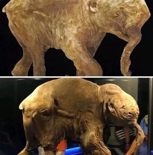 Lyuba: The Ice Age’s Best-Preserved Baby Mammoth