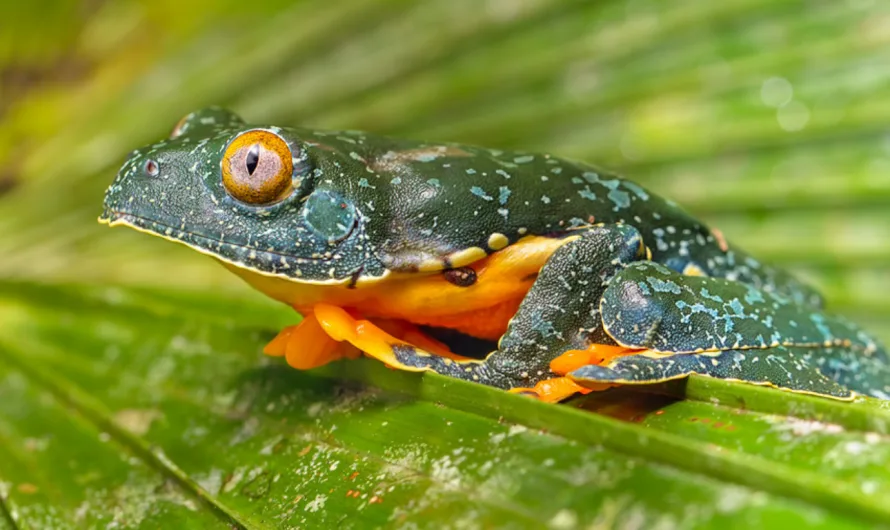 Cruziohyla: A Dream Realized in the Rainforest