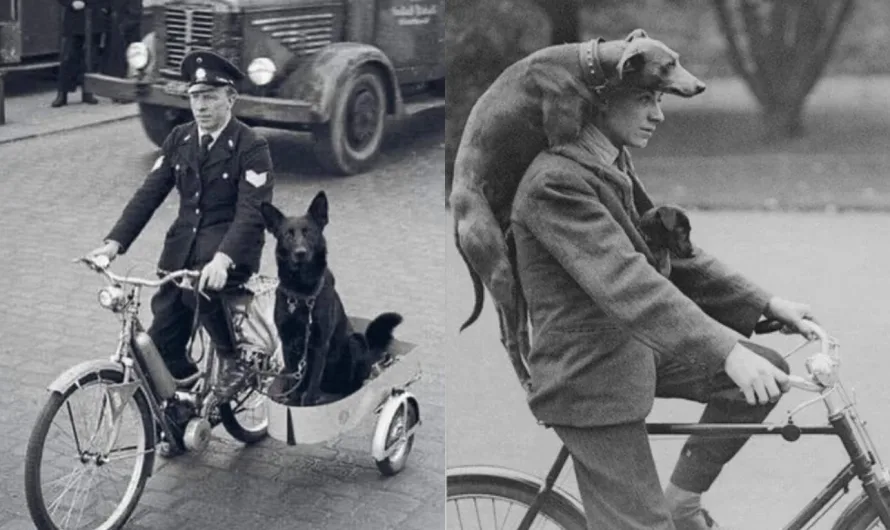 A Loyal Companion on Two Wheels: The Police Officer and His Dog in 1930