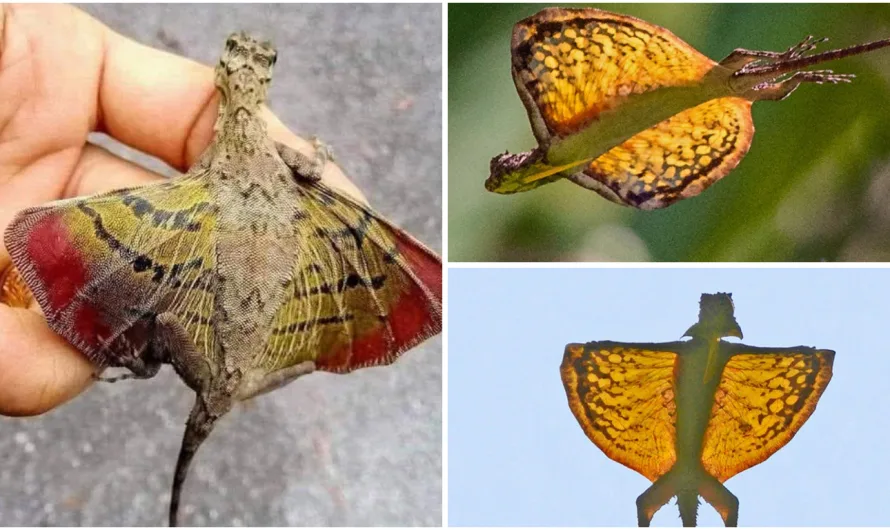 The world flies like these Draco lizards