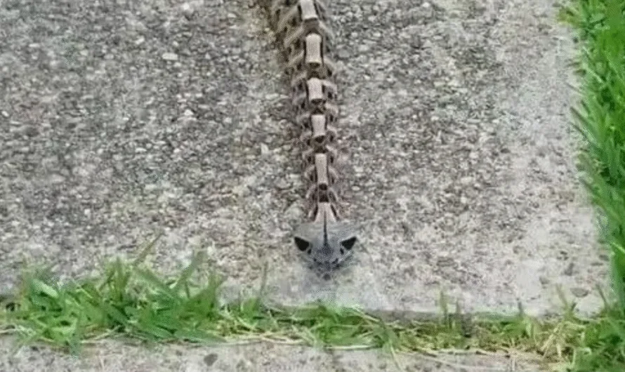 The Gaboon Viper: Where Camouflage Meets Lethal Precision